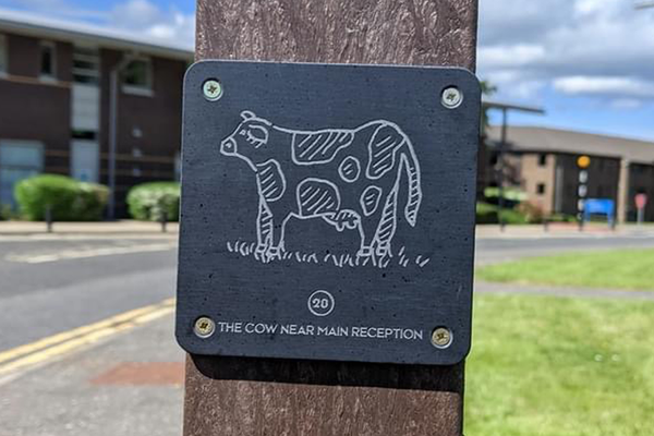 Close up image showing a slate plaque with a cow illustration etched into it for brass rubbing opportunity.